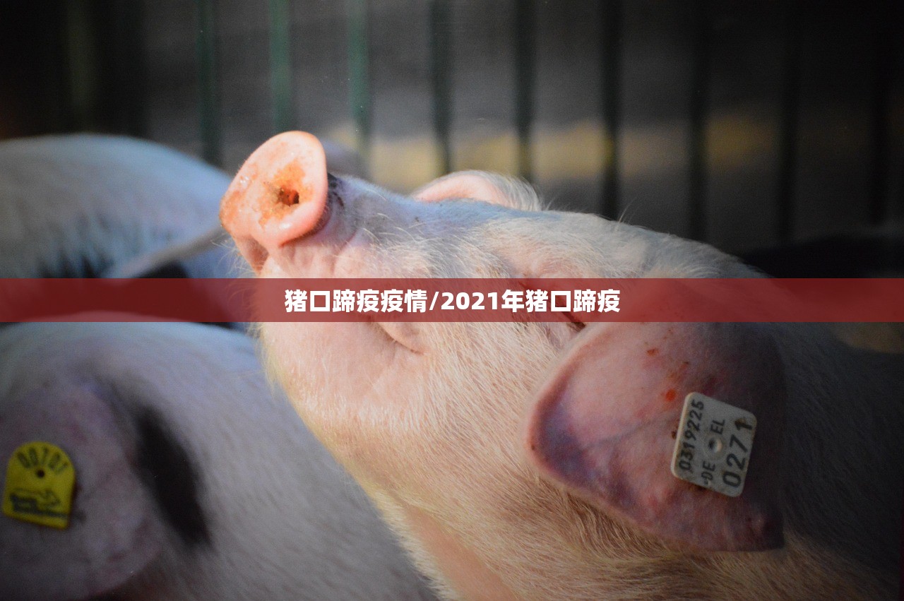 猪口蹄疫疫情/2021年猪口蹄疫 猪口蹄疫疫情/2021年猪口蹄疫