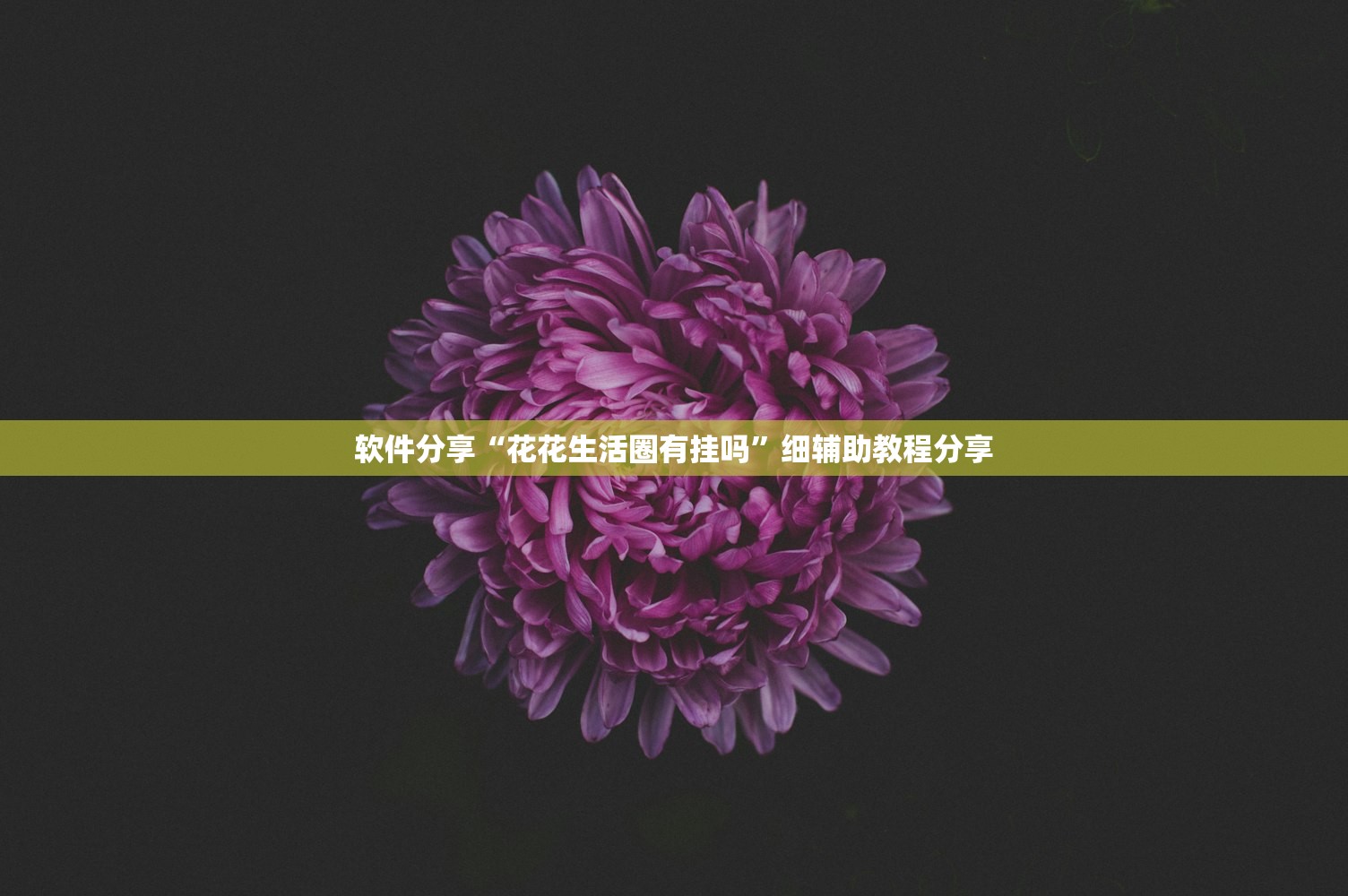 软件分享“花花生活圈有挂吗”细辅助教程分享