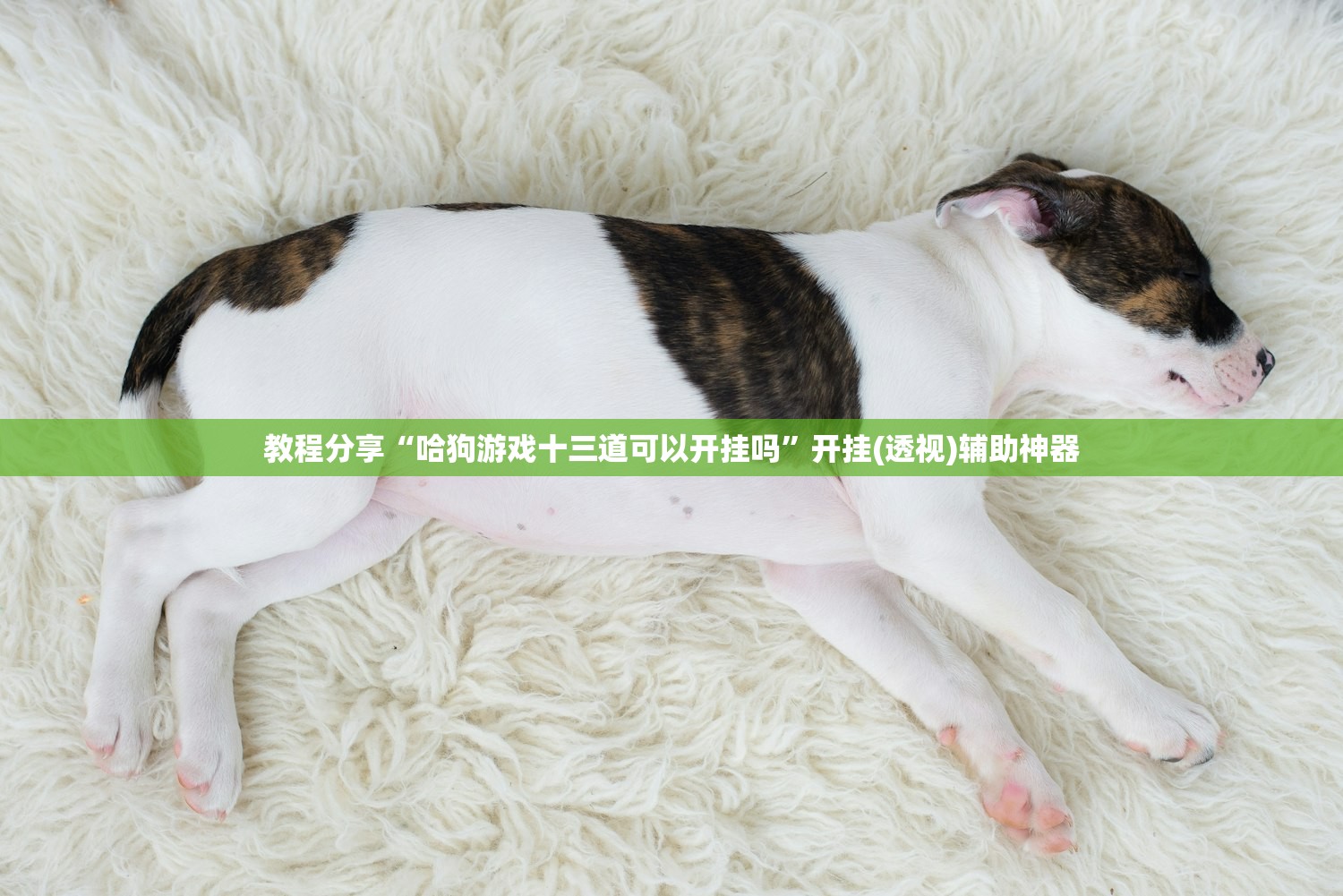 教程分享“哈狗游戏十三道可以开挂吗”开挂(透视)辅助神器