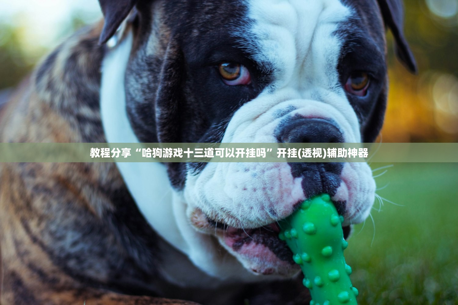 教程分享“哈狗游戏十三道可以开挂吗”开挂(透视)辅助神器