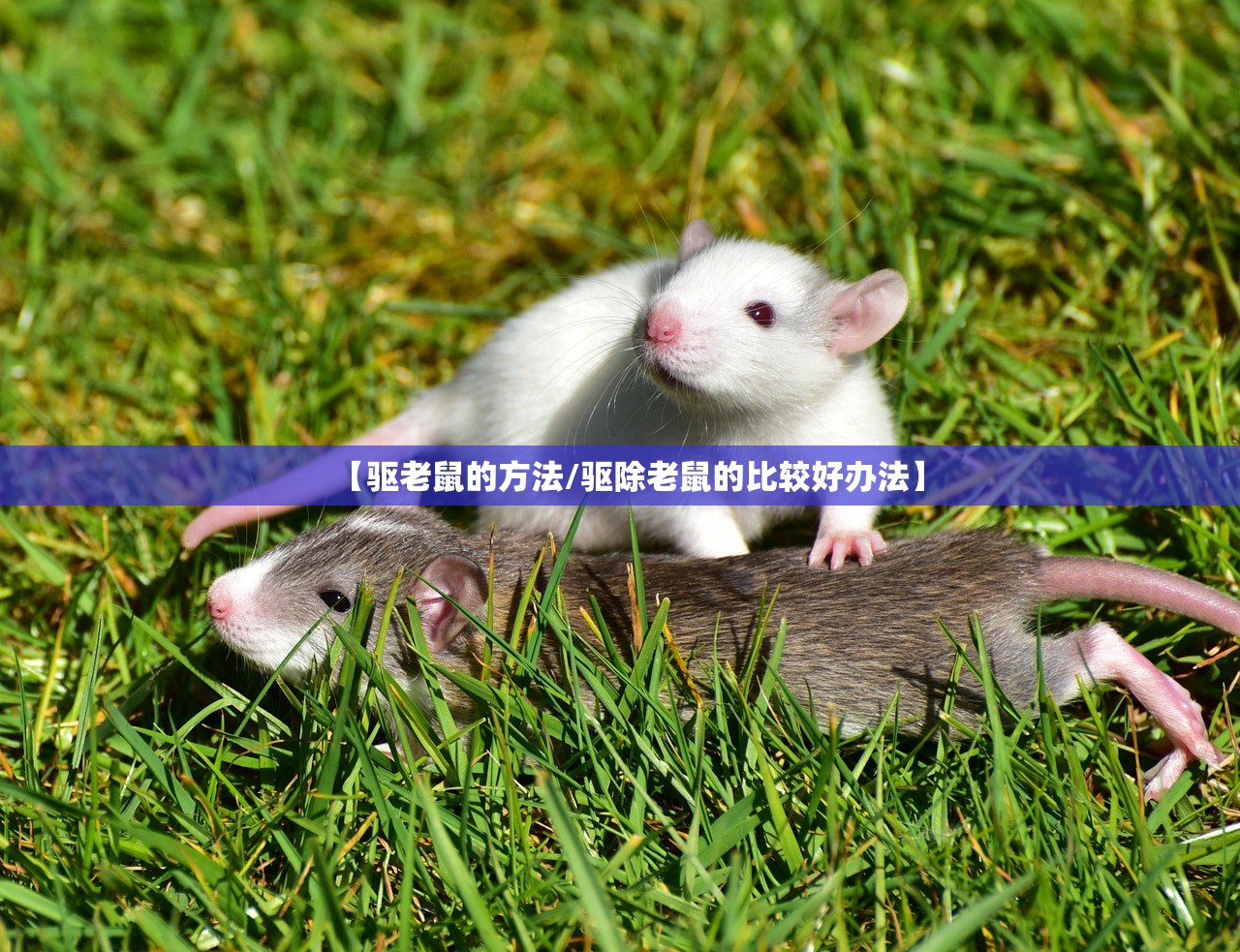 【驱老鼠的方法/驱除老鼠的比较好办法】