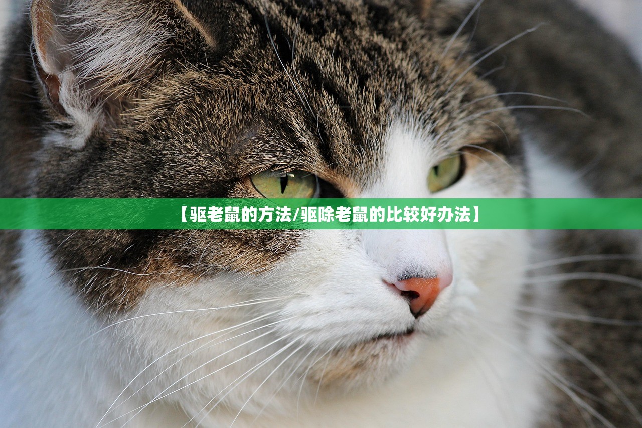 【驱老鼠的方法/驱除老鼠的比较好办法】