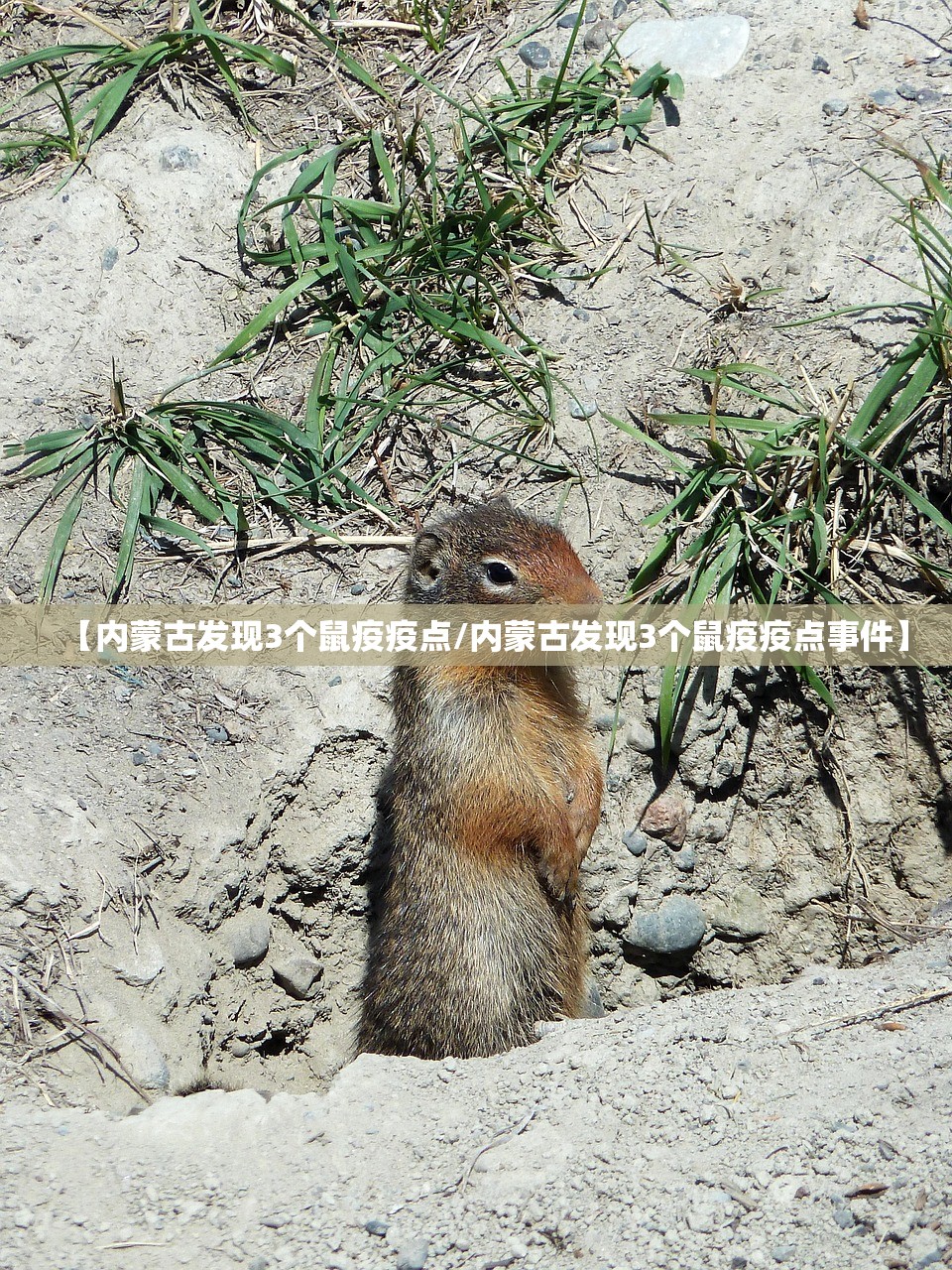 【内蒙古发现3个鼠疫疫点/内蒙古发现3个鼠疫疫点事件】