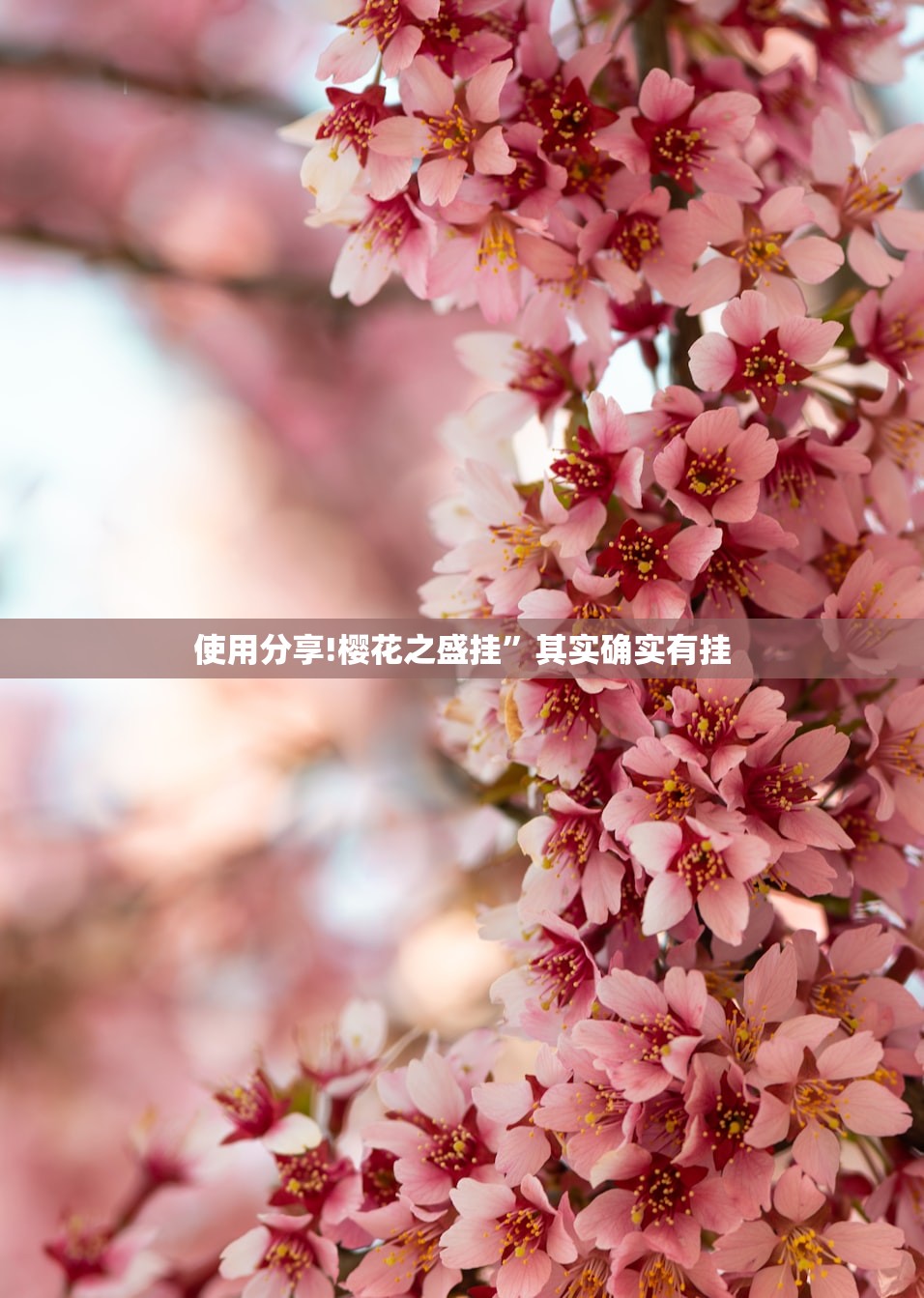 使用分享!樱花之盛挂”其实确实有挂