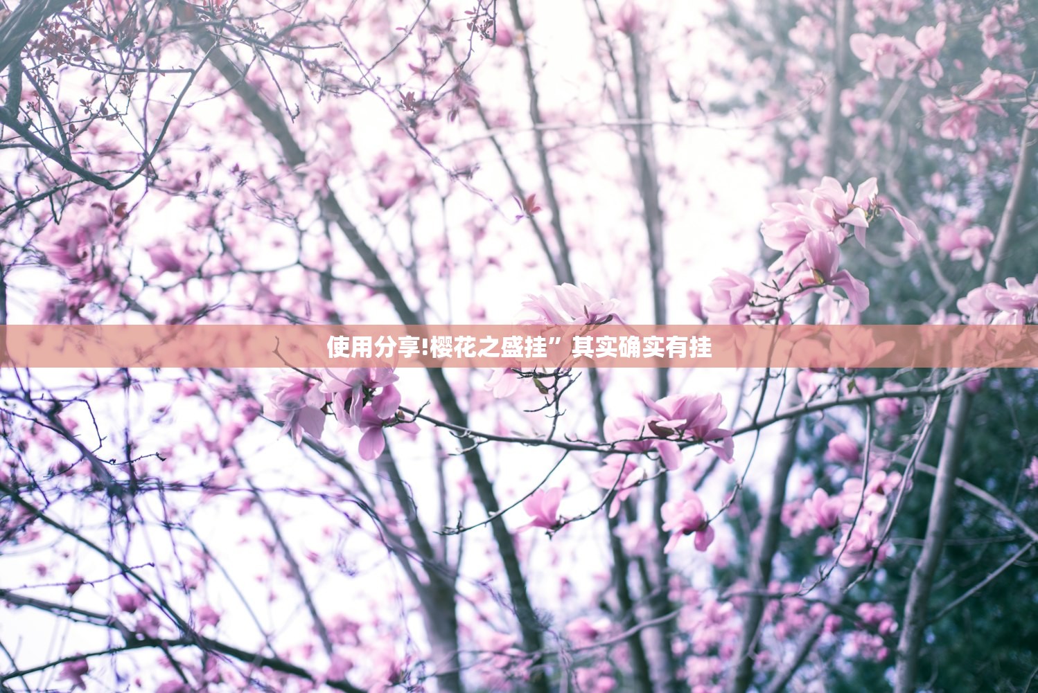 使用分享!樱花之盛挂”其实确实有挂