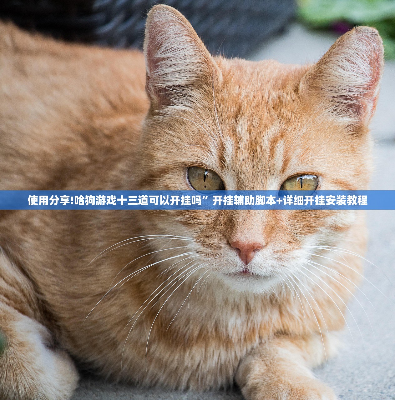 实测神器辅助“拱趴十三水怎么样能赢”详细分享装挂步骤
