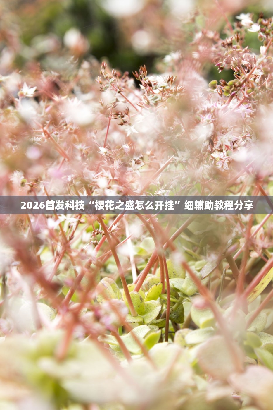 2026首发科技“樱花之盛怎么开挂”细辅助教程分享