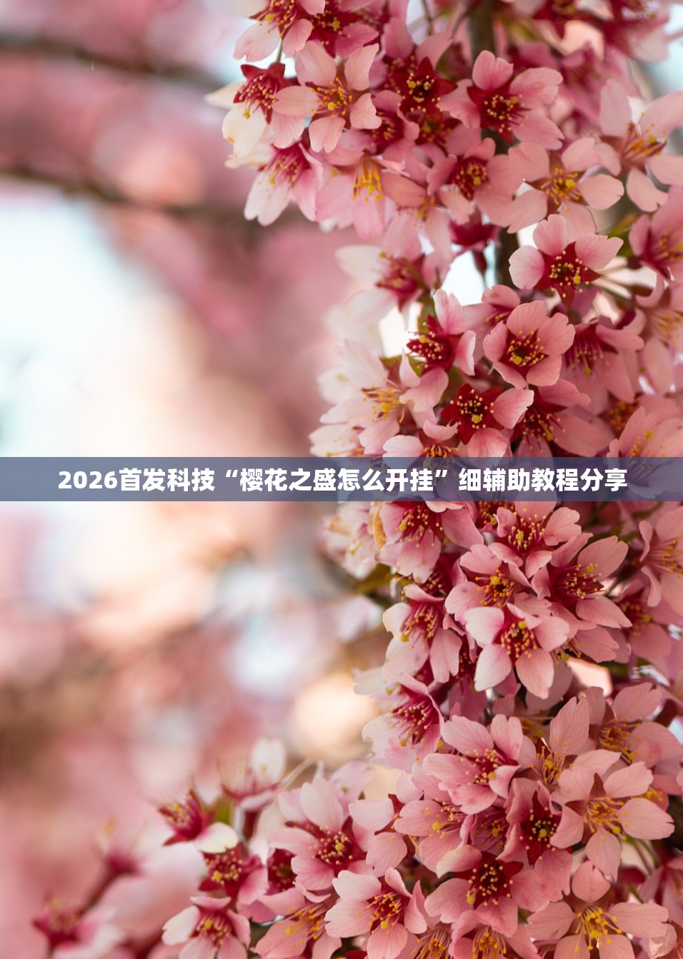 2026首发科技“樱花之盛怎么开挂	”细辅助教程分享