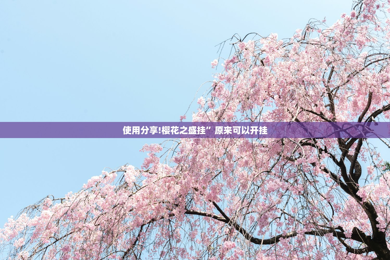 使用分享!樱花之盛挂”原来可以开挂