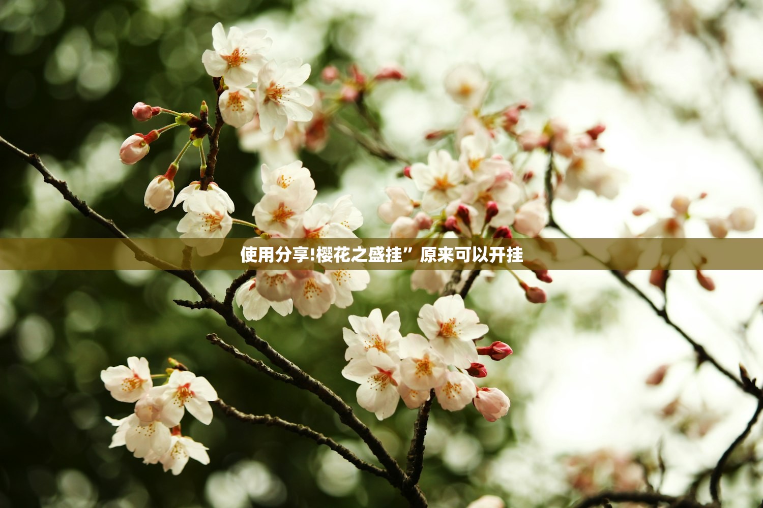 使用分享!樱花之盛挂	”原来可以开挂