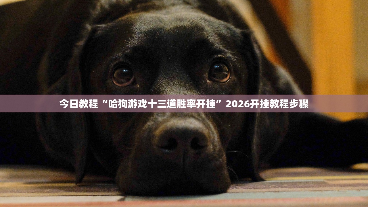 今日教程“哈狗游戏十三道胜率开挂”2026开挂教程步骤