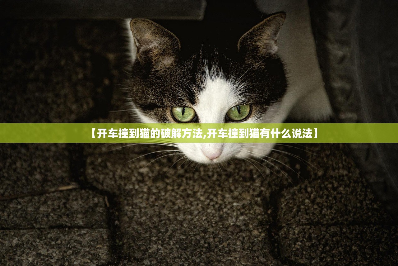 【开车撞到猫的破解方法,开车撞到猫有什么说法】