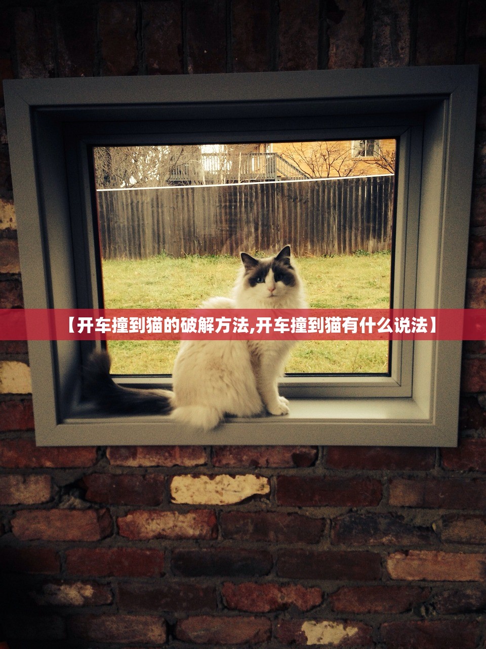 【开车撞到猫的破解方法,开车撞到猫有什么说法】