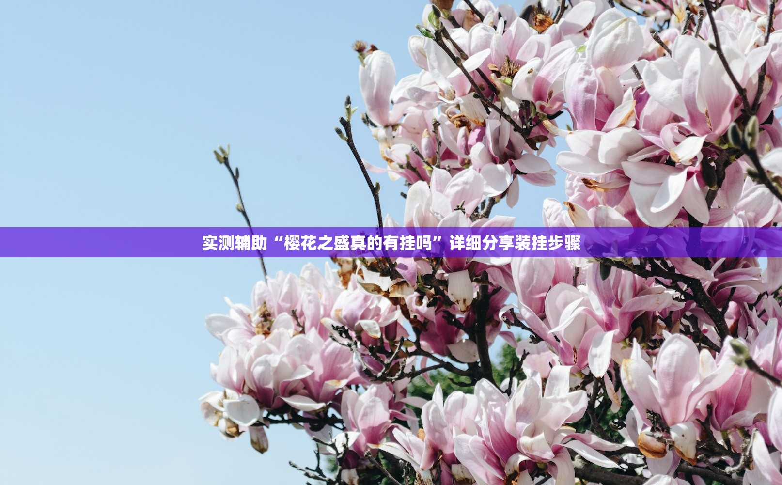 实测辅助“樱花之盛真的有挂吗	”详细分享装挂步骤