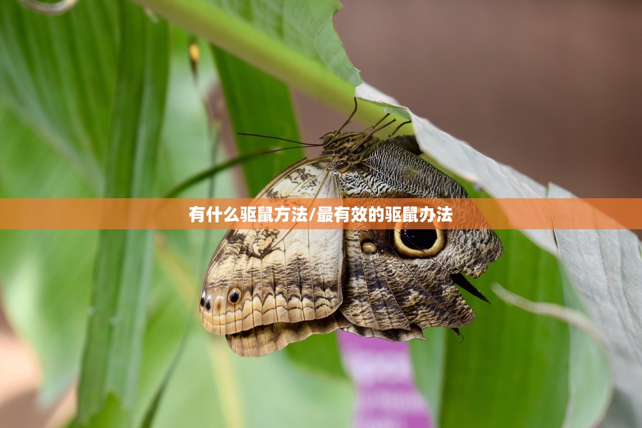 有什么驱鼠方法/最有效的驱鼠办法