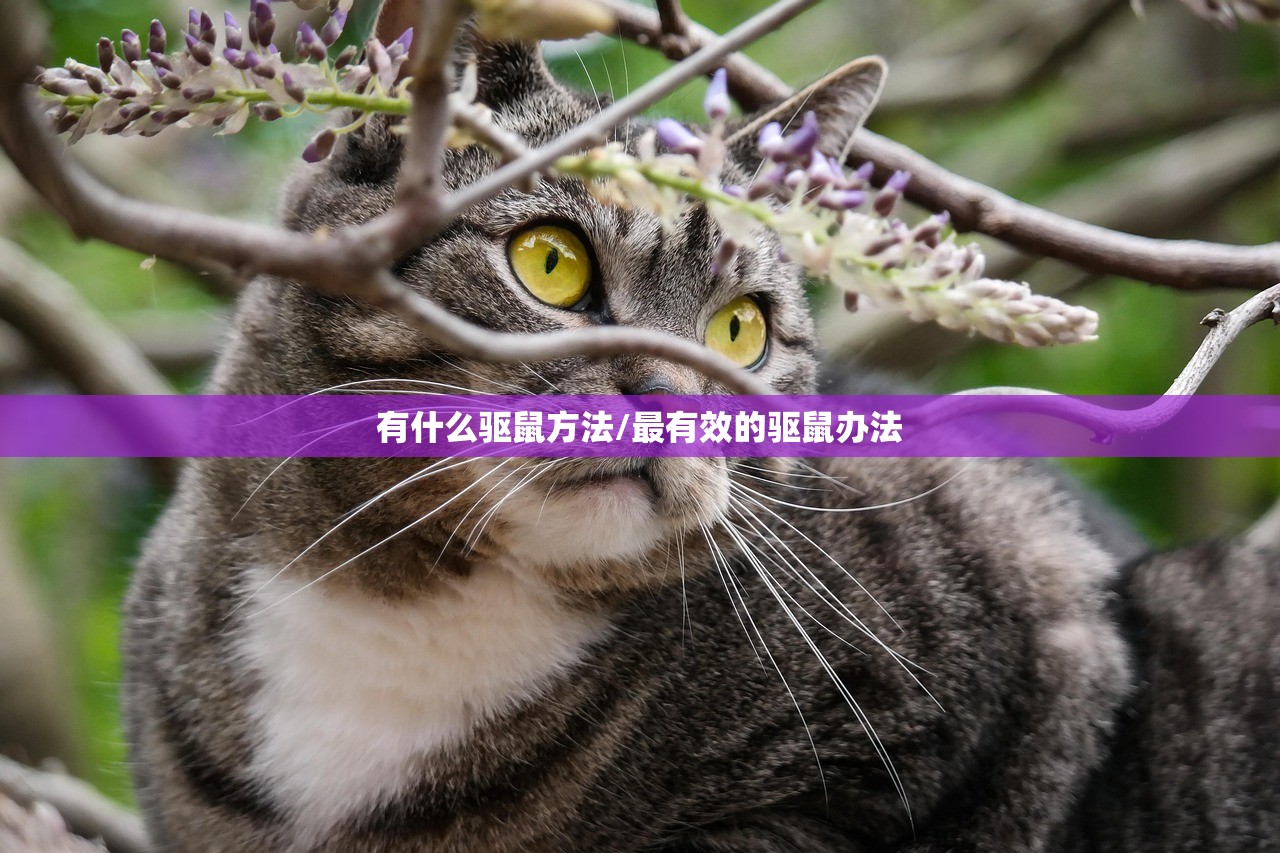 有什么驱鼠方法/最有效的驱鼠办法