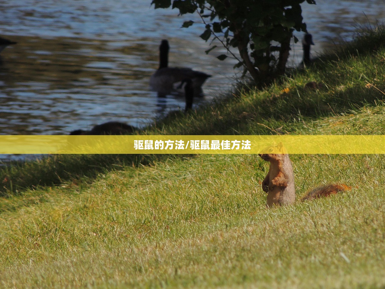 驱鼠的方法/驱鼠最佳方法