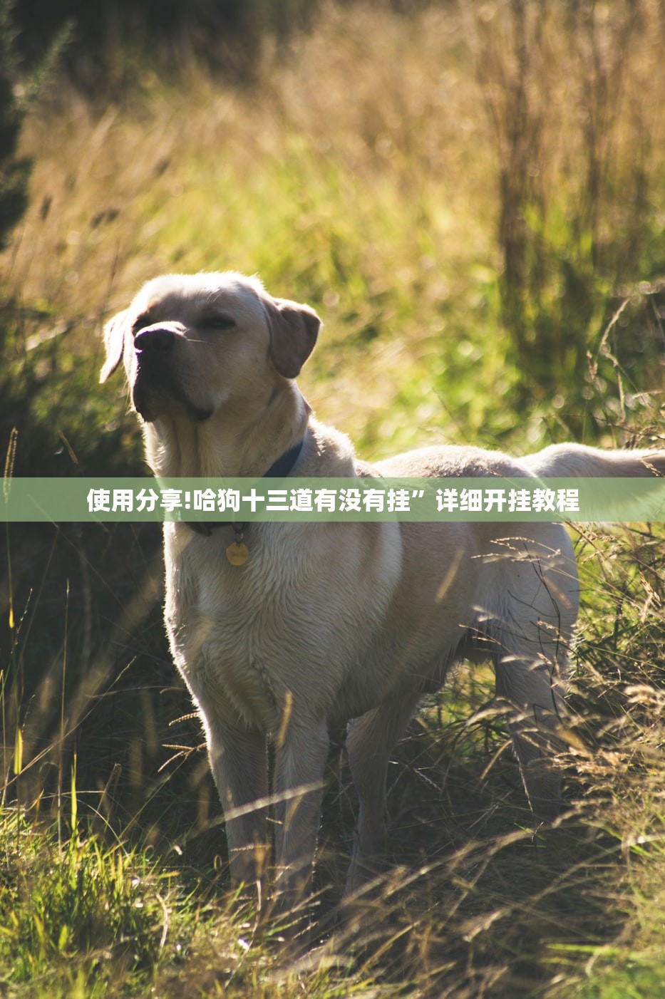 使用分享!哈狗十三道有没有挂”详细开挂教程