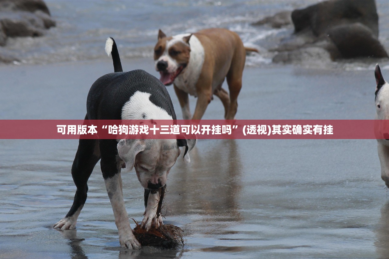 可用版本“哈狗游戏十三道可以开挂吗”(透视)其实确实有挂