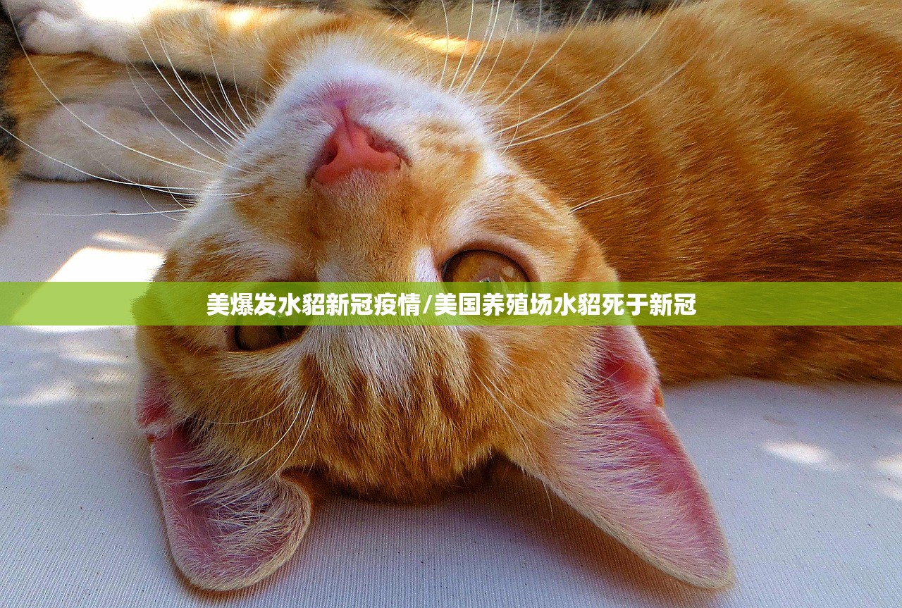 美爆发水貂新冠疫情/美国养殖场水貂死于新冠 美爆发水貂新冠疫情/美国养殖场水貂死于新冠