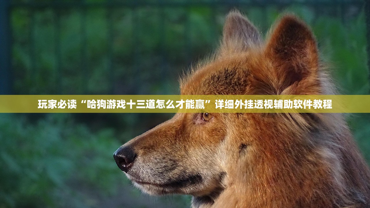 玩家必读“哈狗游戏十三道怎么才能赢”详细外挂透视辅助软件教程