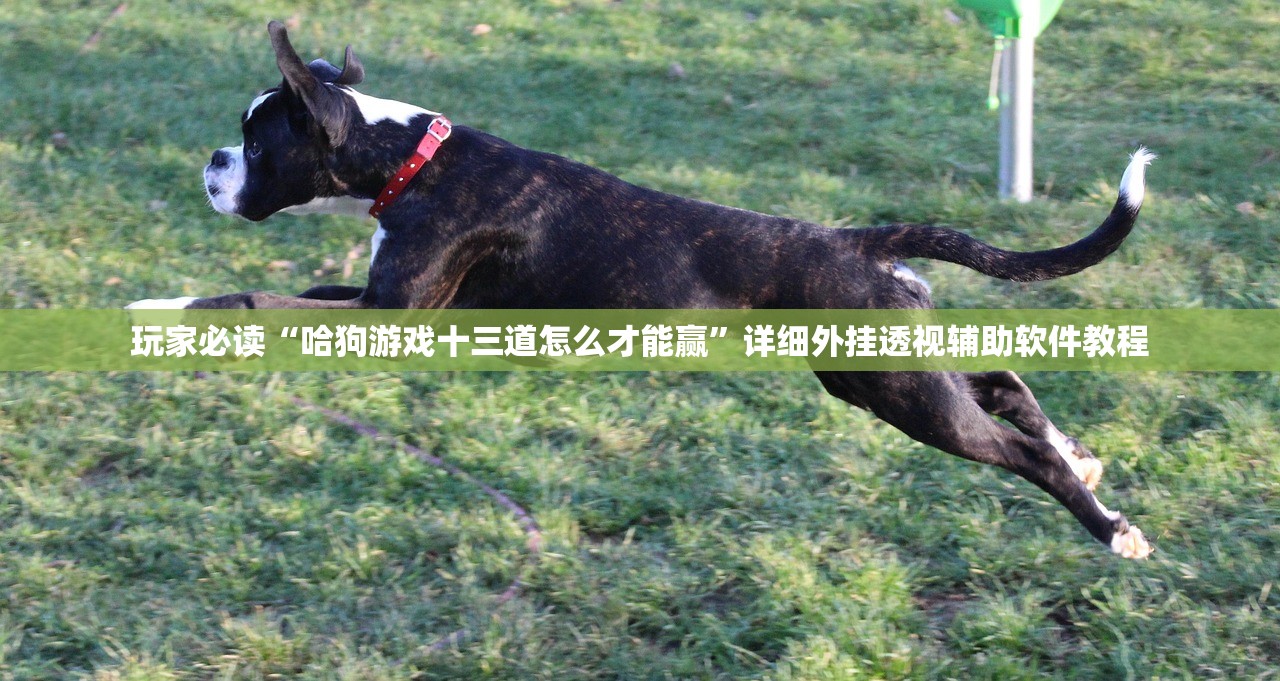 玩家必读“哈狗游戏十三道怎么才能赢”详细外挂透视辅助软件教程