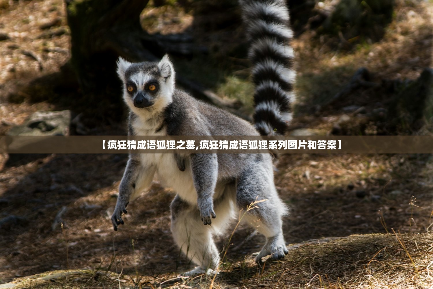 【疯狂猜成语狐狸之墓,疯狂猜成语狐狸系列图片和答案】 【疯狂猜成语狐狸之墓,疯狂猜成语狐狸系列图片和答案】