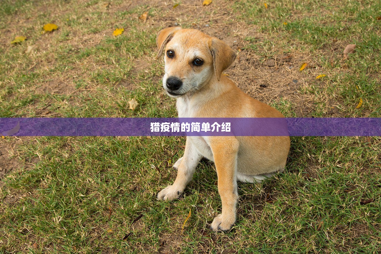 猎疫情的简单介绍
