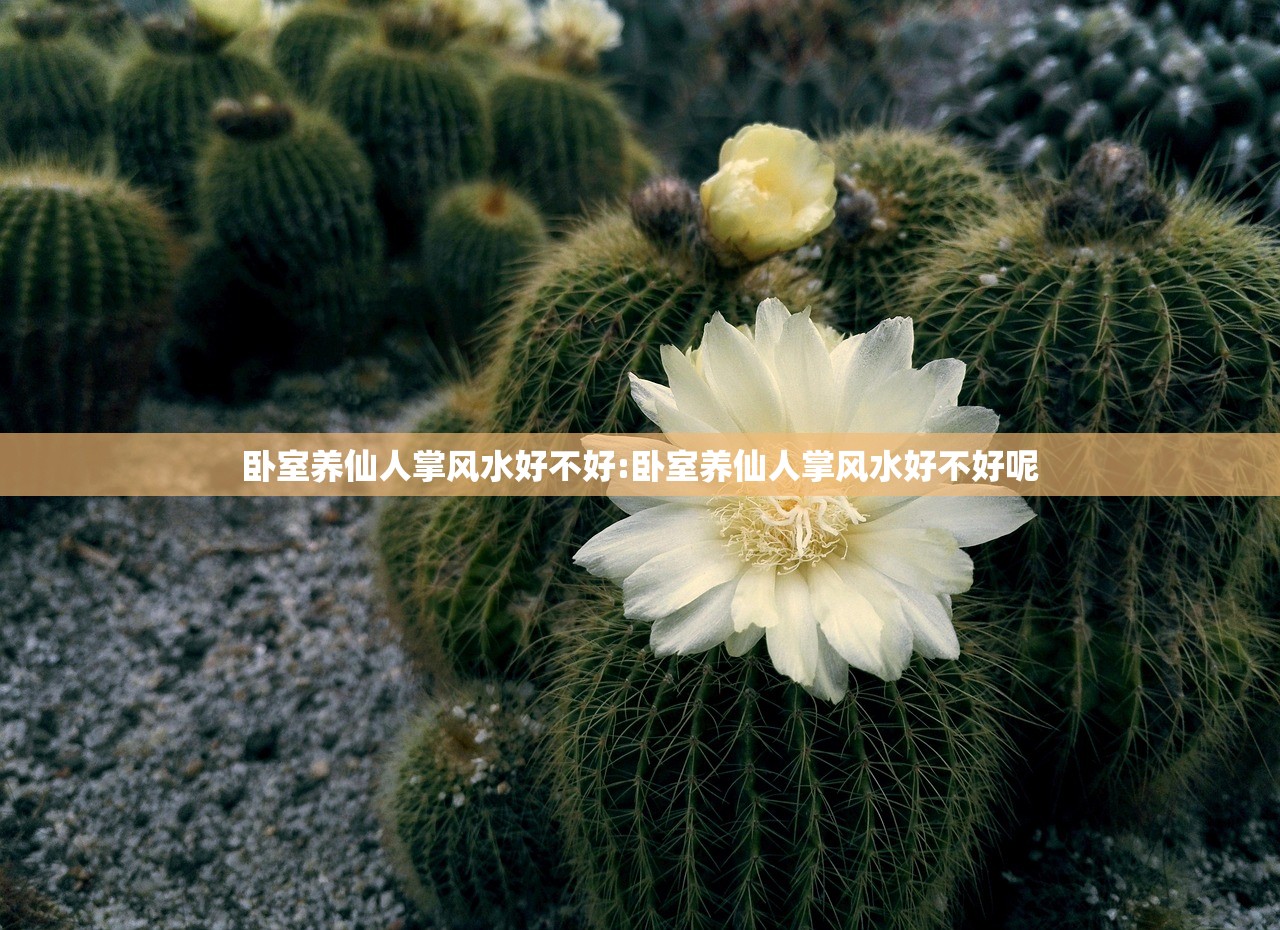 卧室养仙人掌风水好不好:卧室养仙人掌风水好不好呢