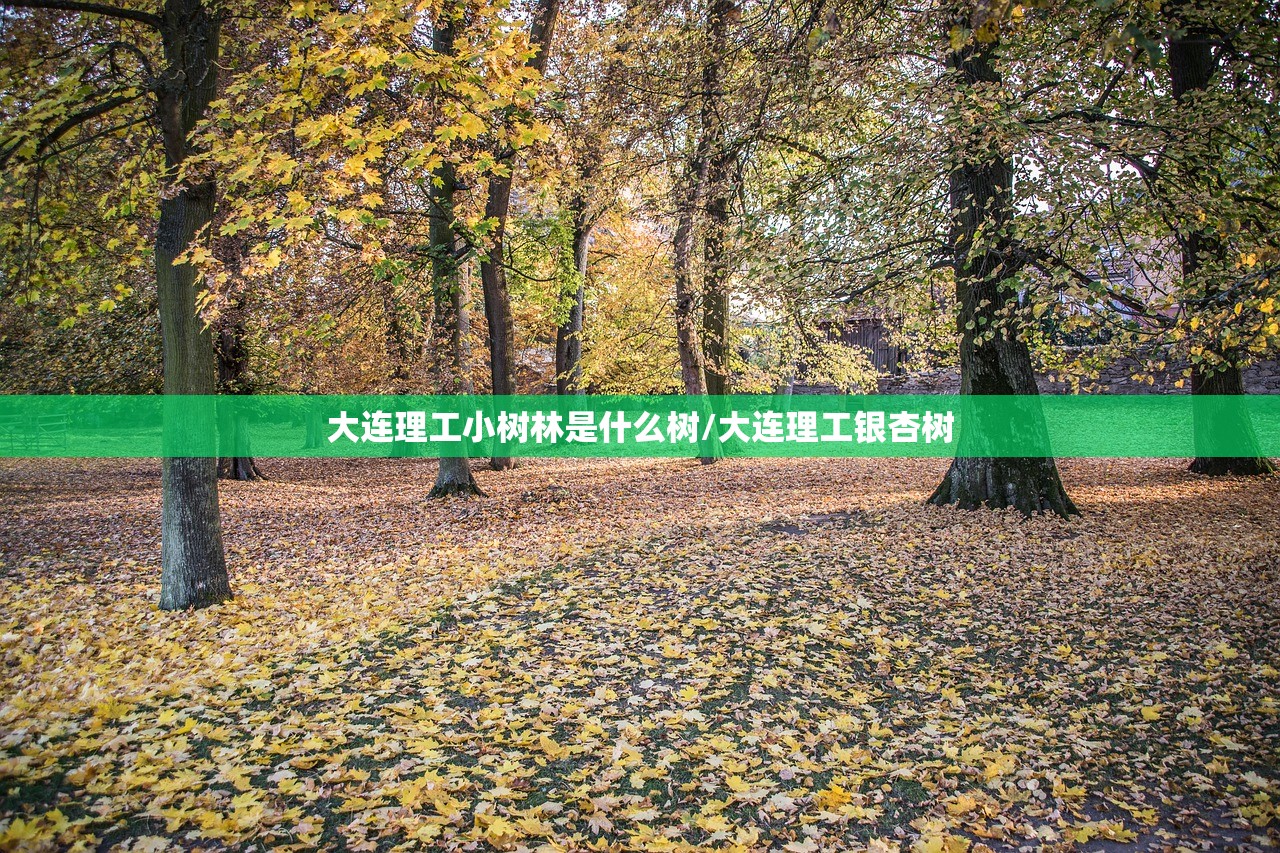 大连理工小树林是什么树/大连理工银杏树