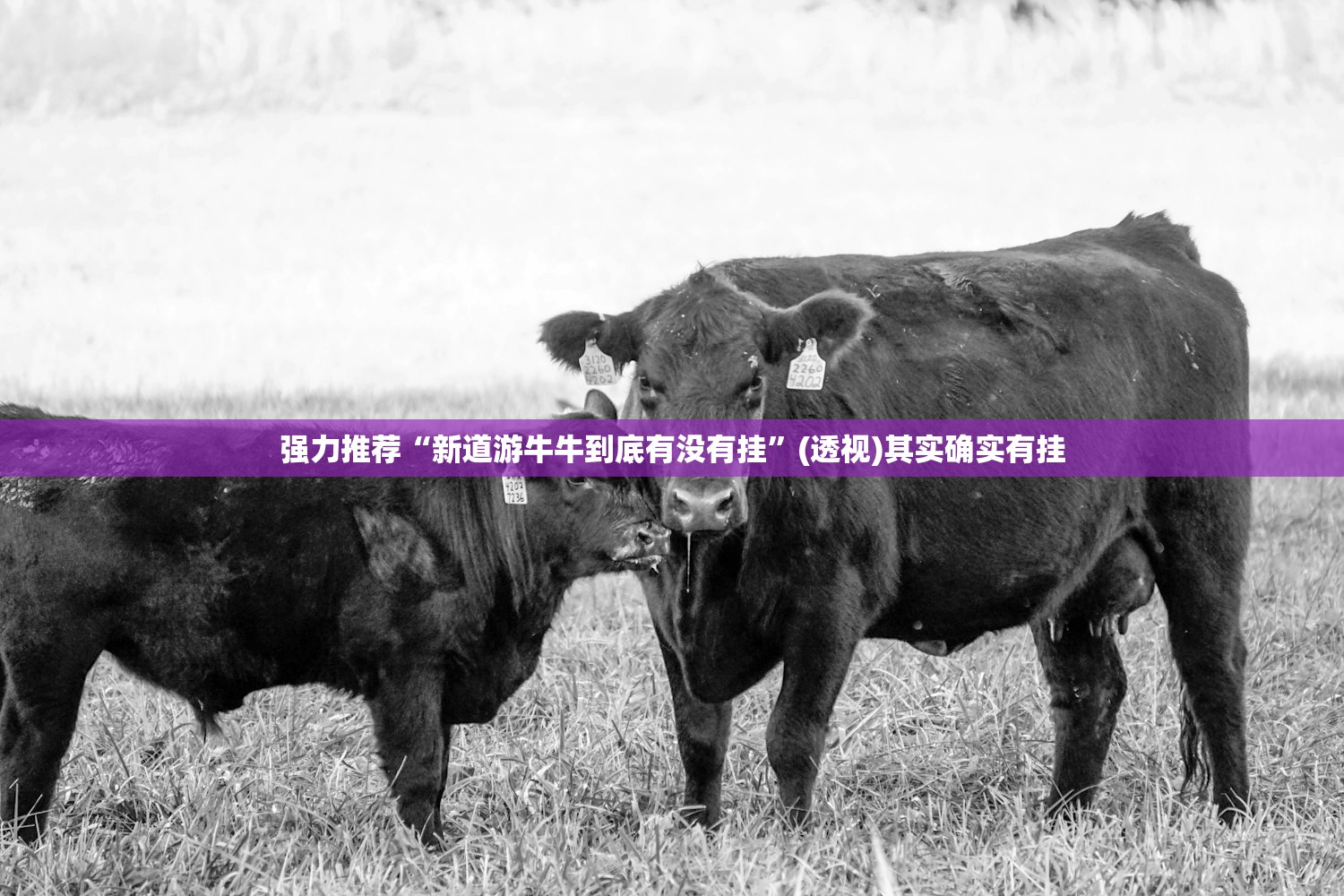 强力推荐“新道游牛牛到底有没有挂”(透视)其实确实有挂