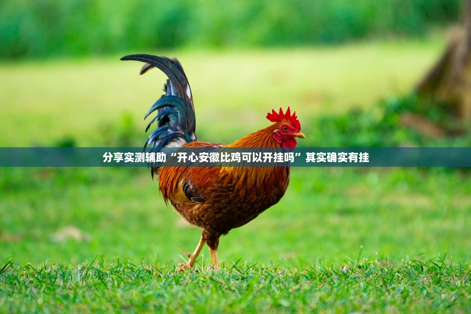 分享实测辅助“开心安徽比鸡可以开挂吗”其实确实有挂