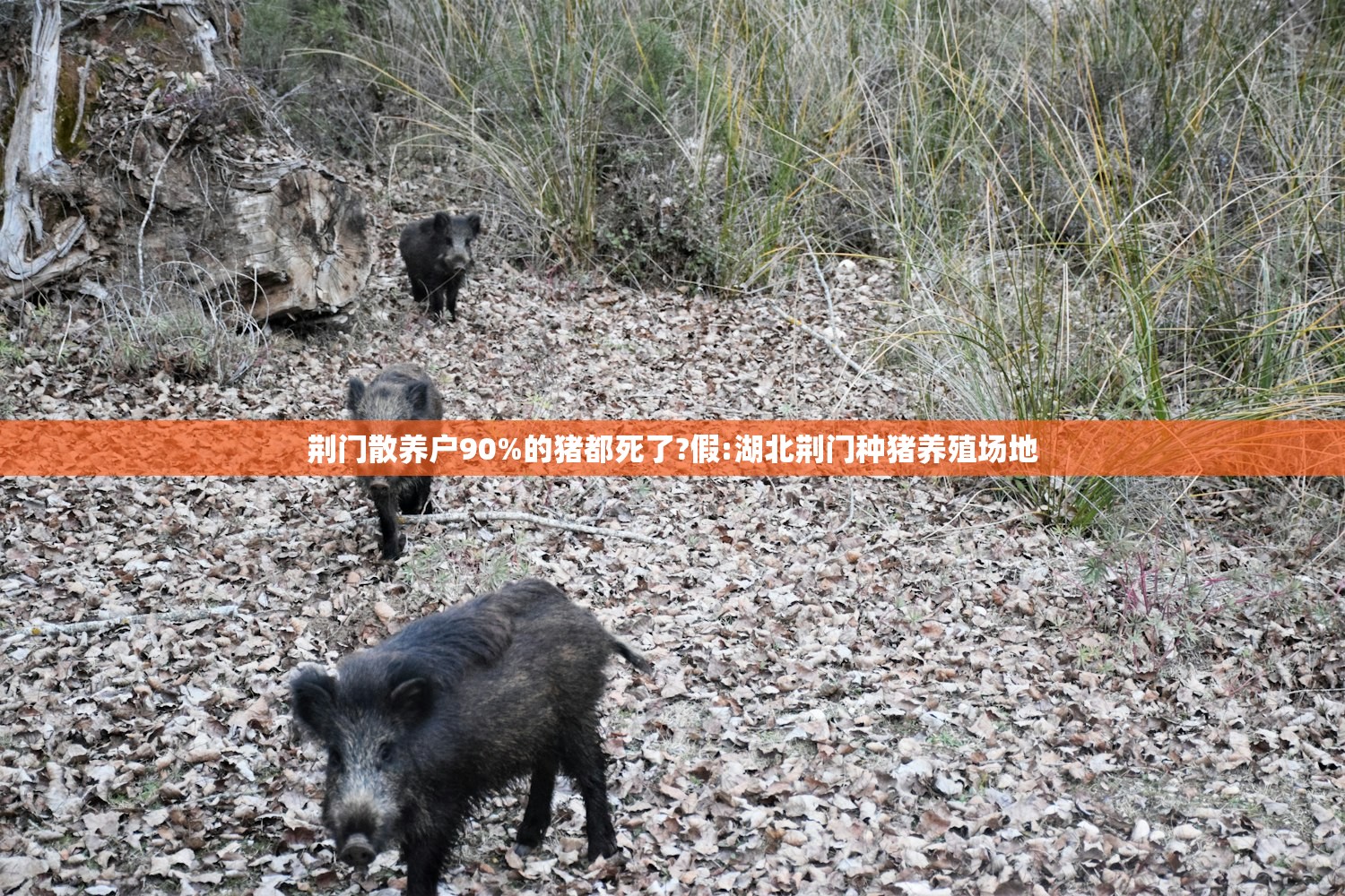 荆门散养户90%的猪都死了?假:湖北荆门种猪养殖场地