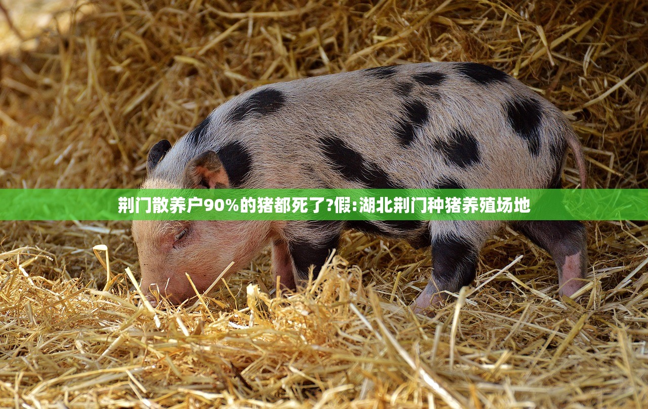 荆门散养户90%的猪都死了?假:湖北荆门种猪养殖场地